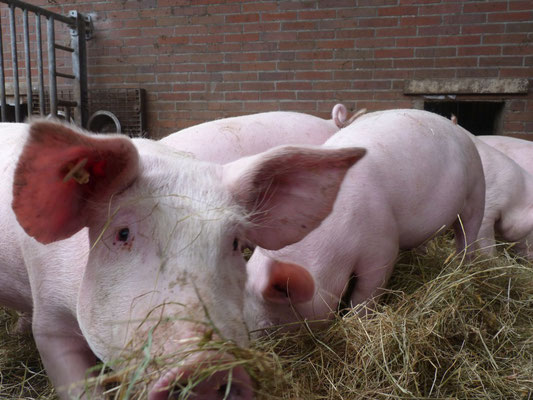 Dein bioshop Schweine auf dem Johannshof