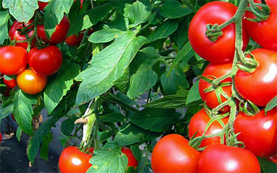 DEIN BIOSHOP leckere Tomaten aus dem Münsterland