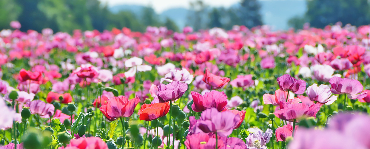 Dein Bioshop Blaumohn von der Kornkammer