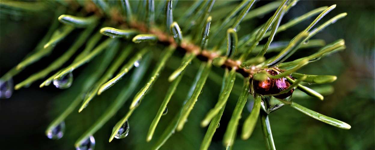Dein regionaler Bio - Weihnachtsbaum aus Lippstadt