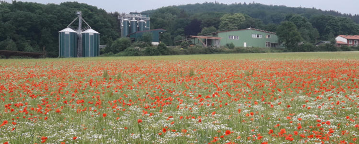Kornkammer Haus Holte - Ökologischer Anbau mit hohem Anspruch