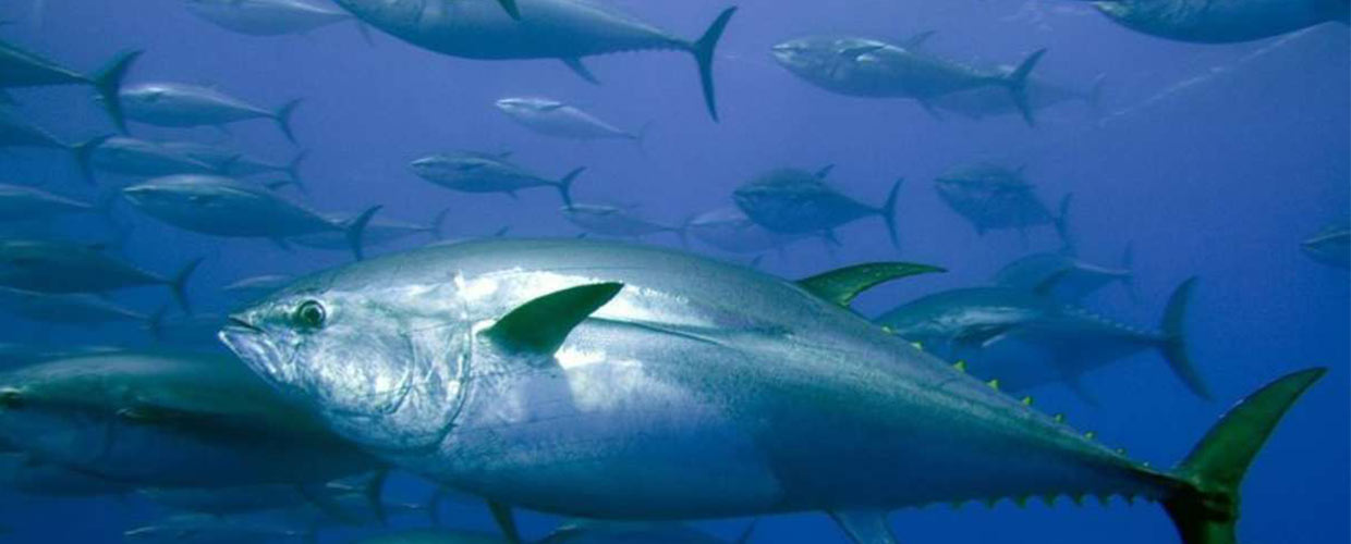 Was ist das Besondere an Pan do Mar Fischkonserven?