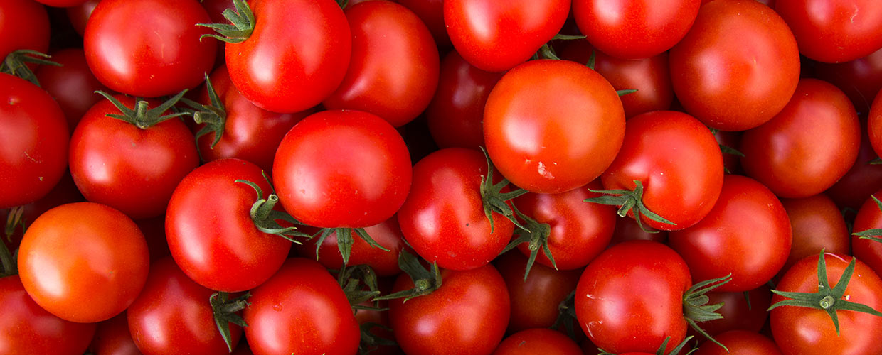 Die leckeren Baylee - Tomaten  Unser Anbauer stellt sich vor