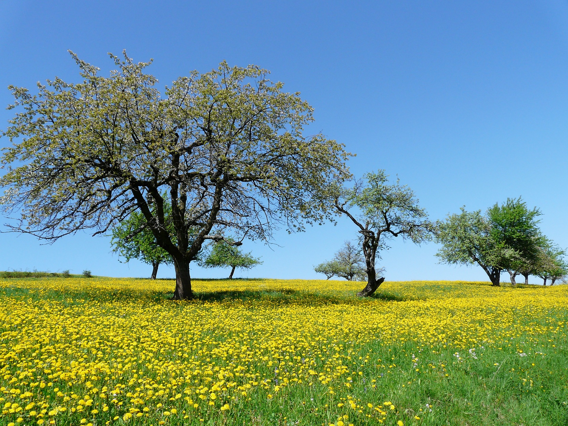 Alte Wiesenobstbäume